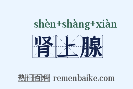 肾上腺是什么意思的图片